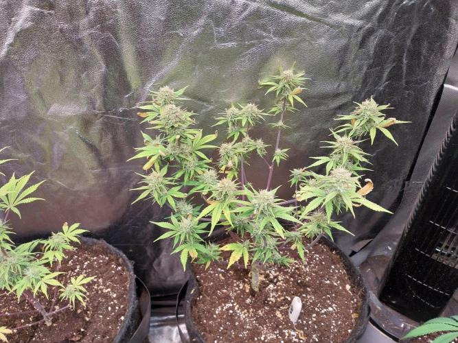 Pomofour le retour. Week 9 - 16/11