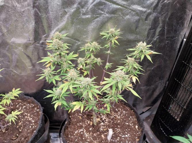 Pomofour le retour. Week 9 - 17/11