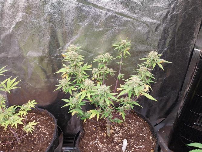 Pomofour le retour. Week 9 - 18/11