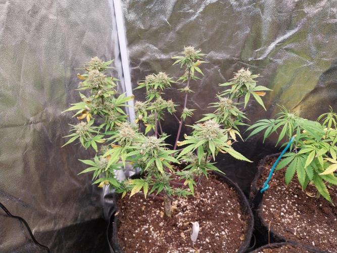 Pomofour le retour. Week 9 - 19/11