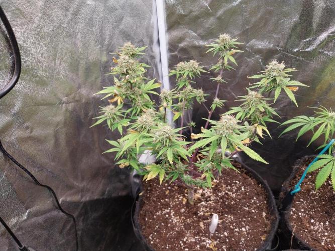 Pomofour le retour. Week 9 - 20/11