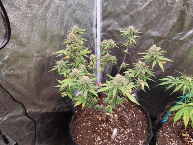 Pomofour le retour. Week 9 - 21/11