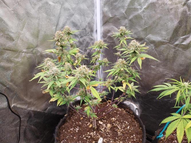 Pomofour le retour. Week 9 - 22/11 