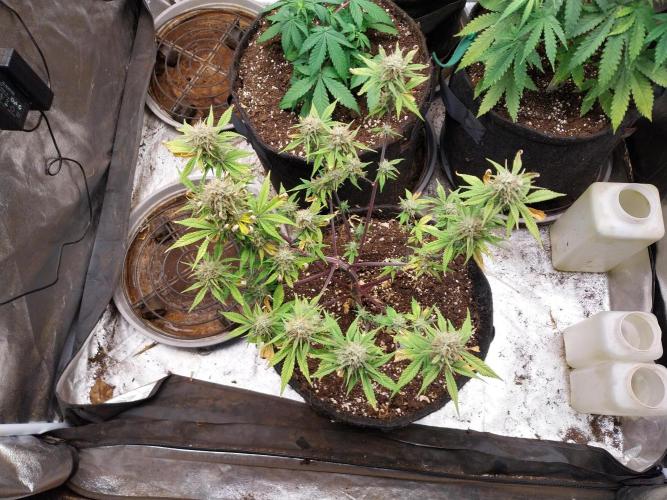 Pomofour le retour. Week 9 - 22/11