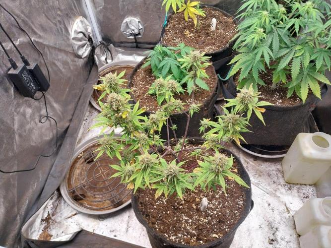 Pomofour le retour. Week 9 - 22/11