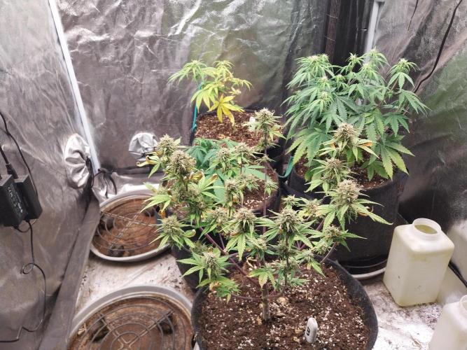 Pomofour le retour. Week 9 - 22/11