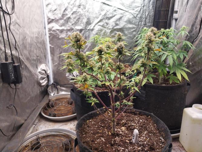 Pomofour le retour. Week 9 - 22/11