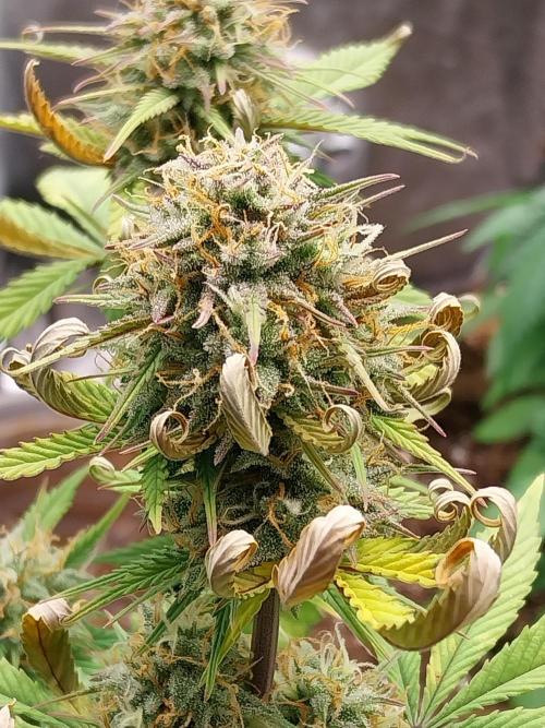 Pomofour le retour. Week 9 - 22/11