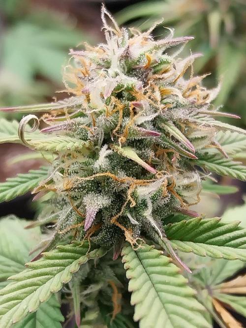 Pomofour le retour. Week 9 - 22/11