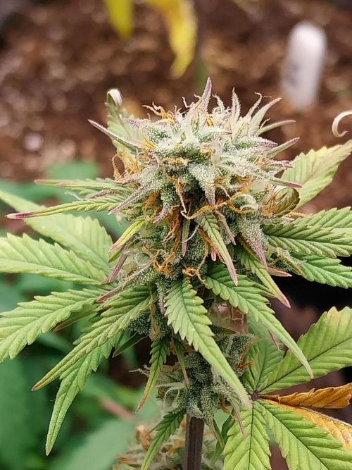 Pomofour le retour. Week 9 - 22/11