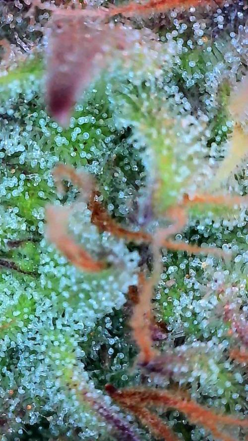 Pomofour le retour. Week 9 - 22/11