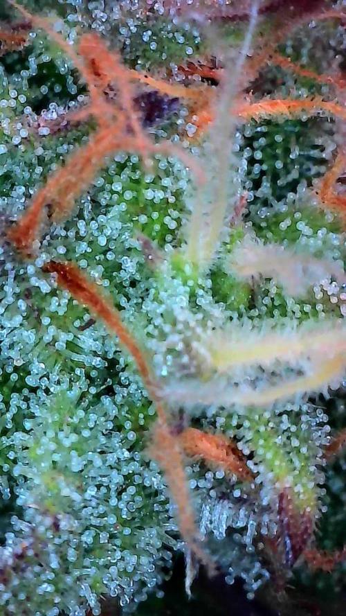 Pomofour le retour. Week 9 - 22/11