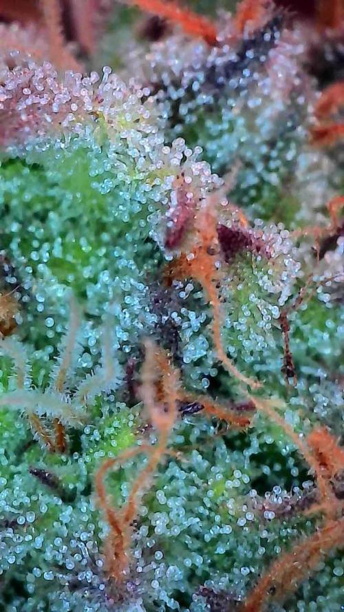 Pomofour le retour. Week 9 - 22/11