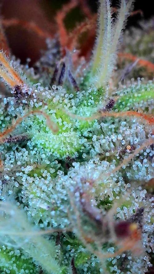 Pomofour le retour. Week 9 - 22/11