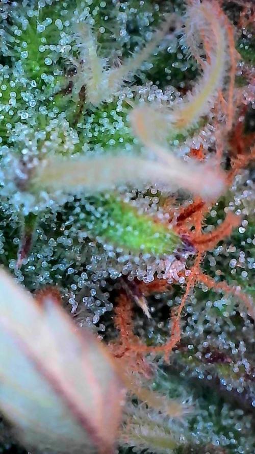 Pomofour le retour. Week 9 - 22/11