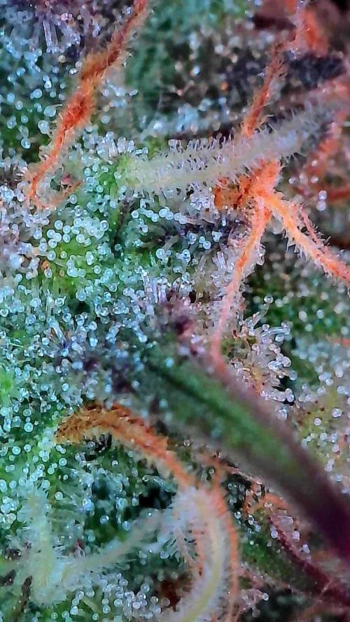 Pomofour le retour. Week 9 - 22/11