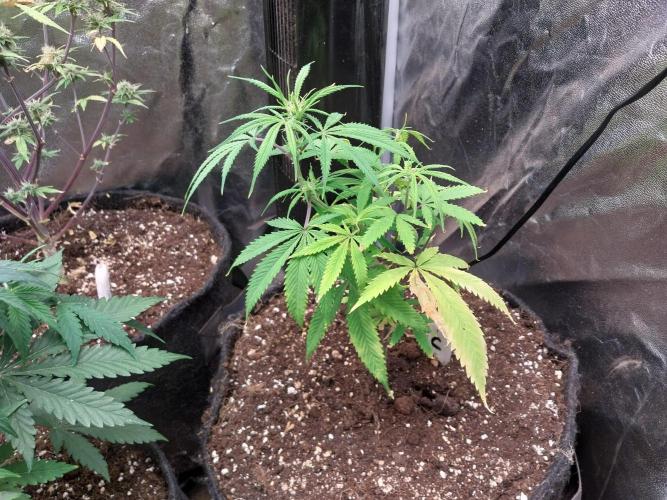 Poudraufou. Week 8 - 17/11