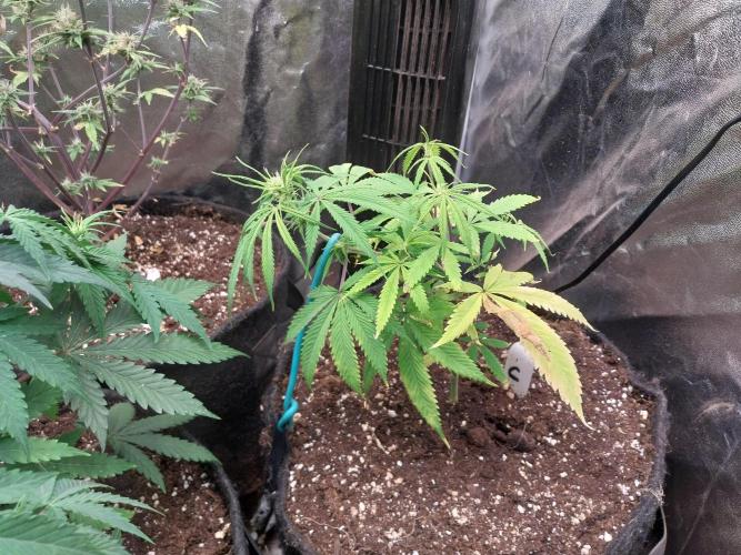 Poudraufou. Week 8 - 18/11