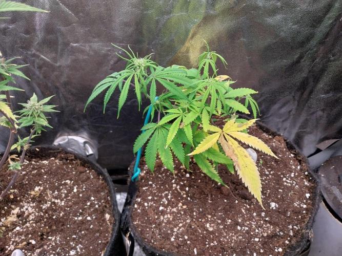 Poudraufou. Week 8 - 19/11