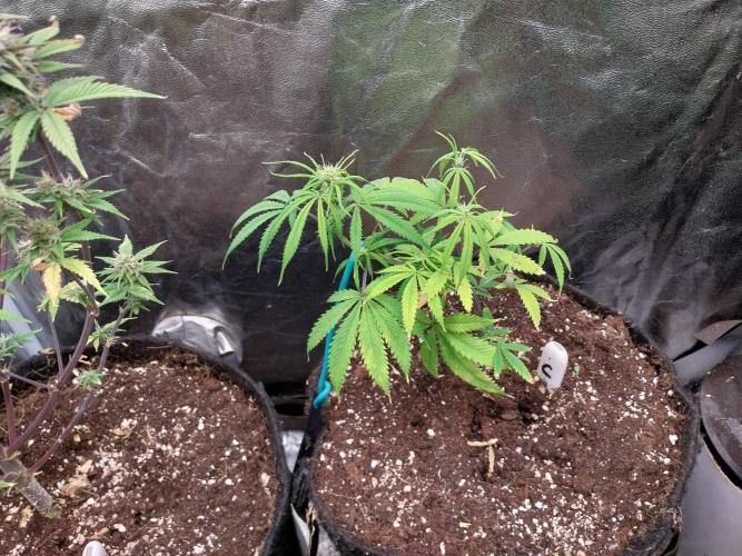 Poudraufou. Week 8 - 20/11