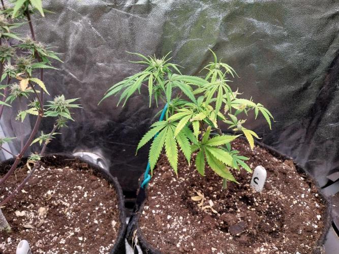 Poudraufou. Week 8 - 21/11