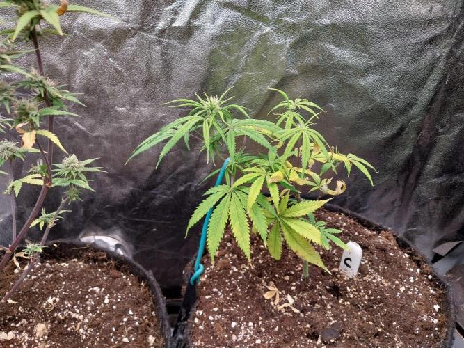 Poudraufou. Week 8 - 22/11