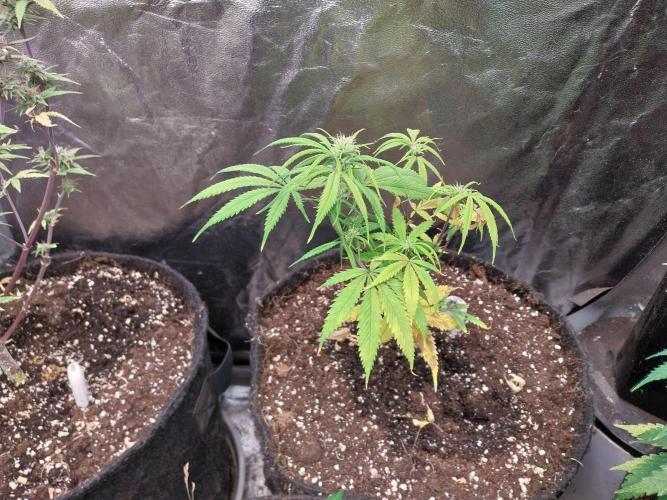 Poudraufou. Week 8 - 23/11