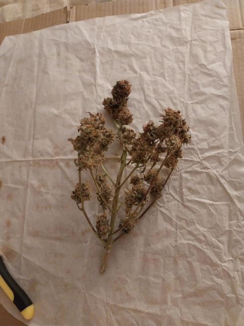 Pierrette de la lune 1. Week 12 - 23/11