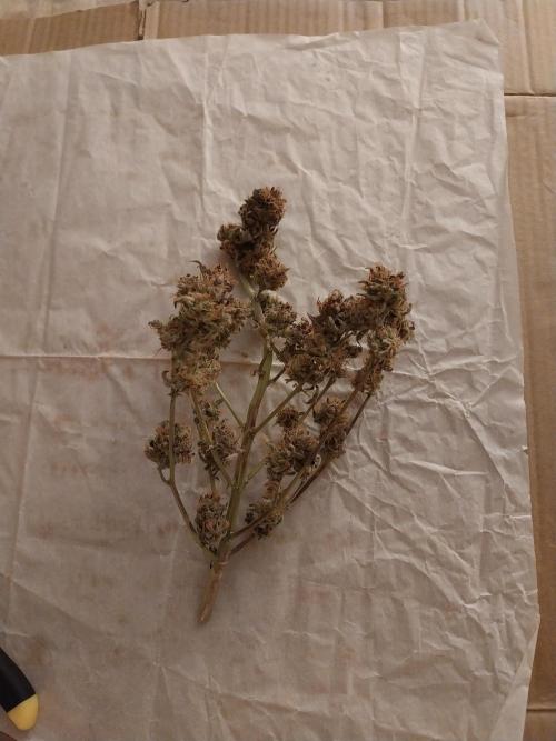 Pierrette de la lune 1. Week 12 - 23/11