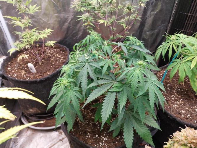 Oeuf-coktail. Week 6 - 18/11