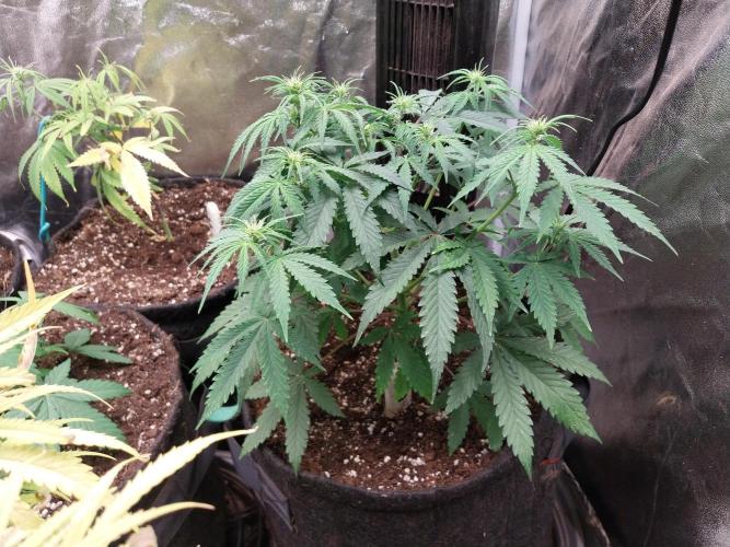 Oeuf-coktail. Week 6 - 19/11