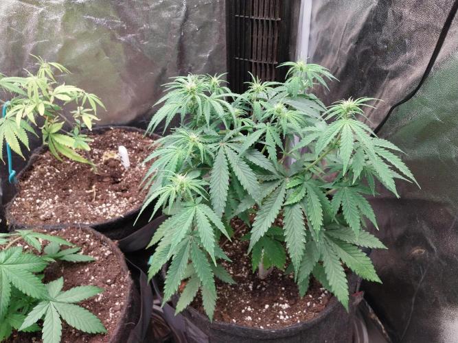 Oeuf-coktail. Week 6 - 20/11