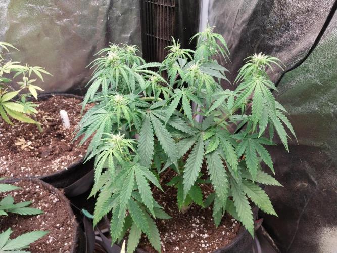 Oeuf-coktail. Week 6 - 21/11