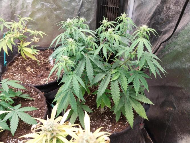 Oeuf-coktail. Week 6 - 22/11