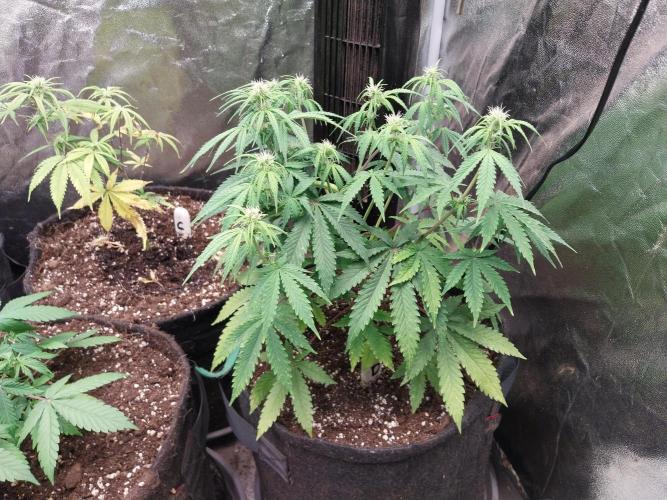 Oeuf-coktail. Week 6 - 23/11