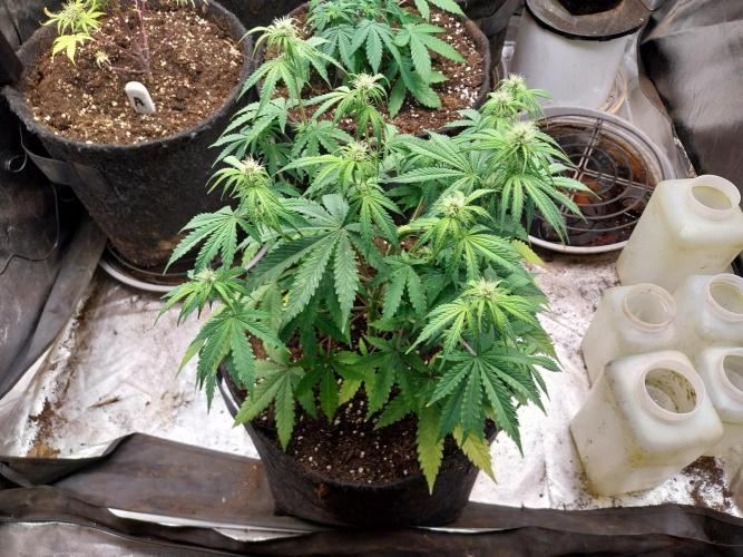 Oeuf-coktail. Week 6 - 24/11 