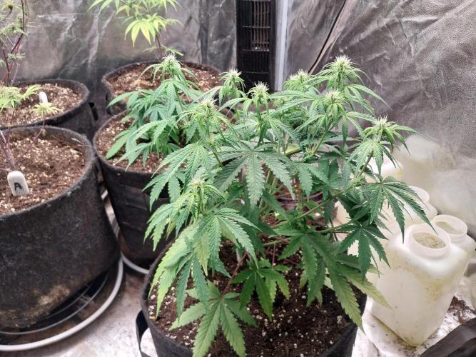 Oeuf-coktail. Week 6 - 24/11 