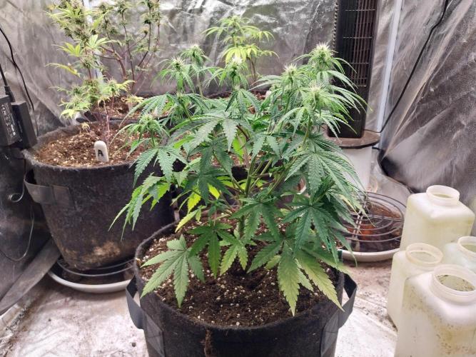 Oeuf-coktail. Week 6 - 24/11 