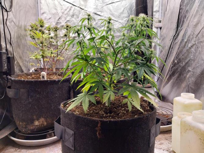 Oeuf-coktail. Week 6 - 24/11 