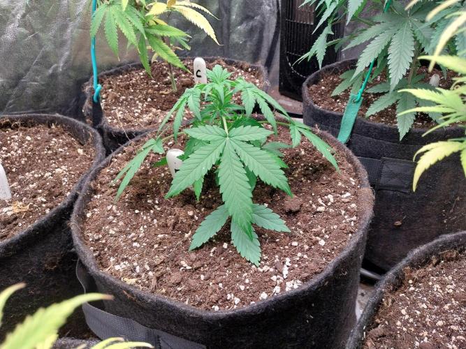 Blanchette. Week 4 - 19/11