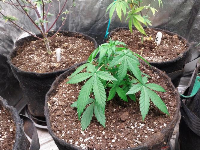 Blanchette. Week 4 - 20/11