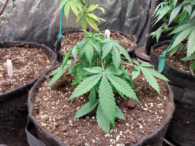 Blanchette. Week 4 - 21/11