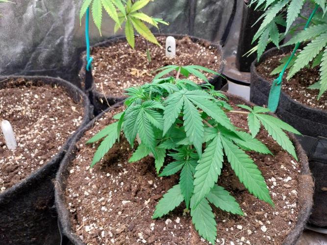 Blanchette. Week 4 - 22/11