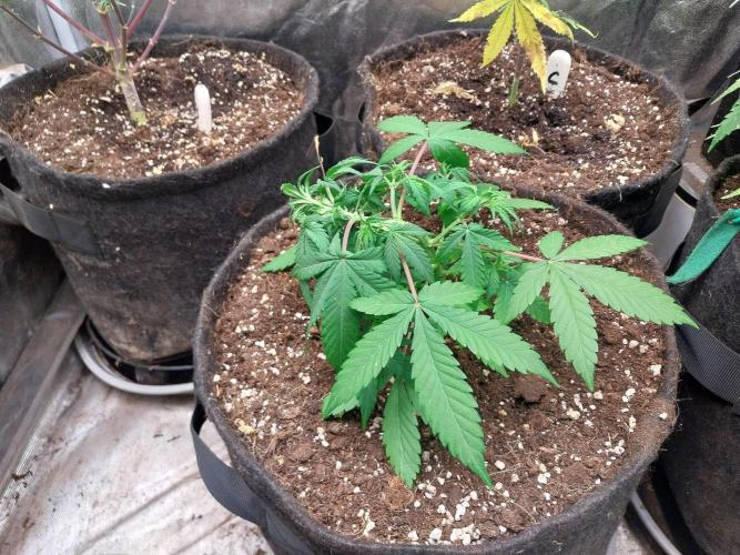 Blanchette. Week 4 - 23/11