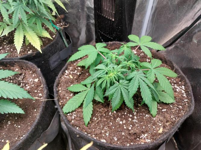 Blanchette. Week 4 - 24/11