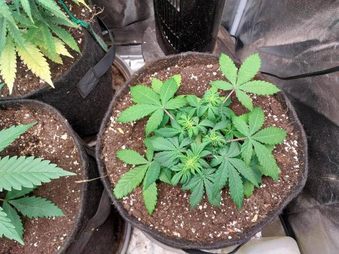 Blanchette. Week 4 - 25/11 