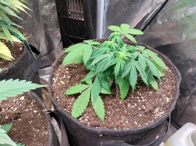 Blanchette. Week 4 - 25/11 