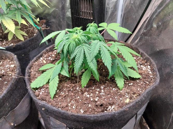 Blanchette. Week 4 - 25/11 