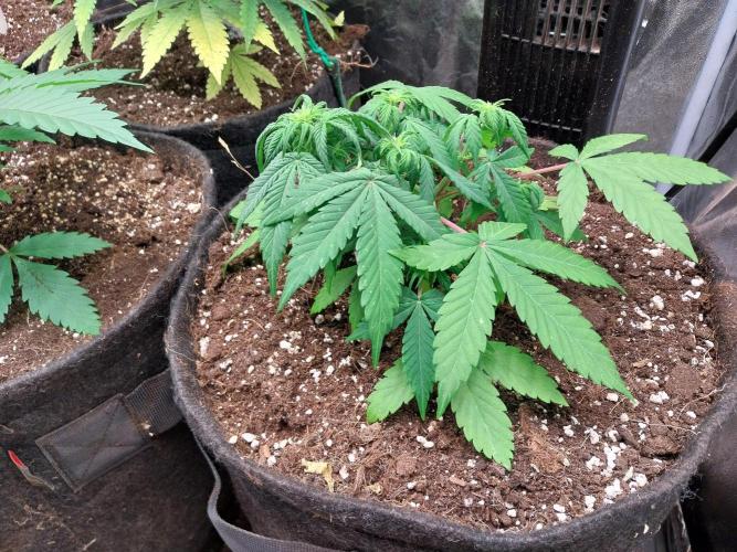 Blanchette. Week 4 - 25/11 