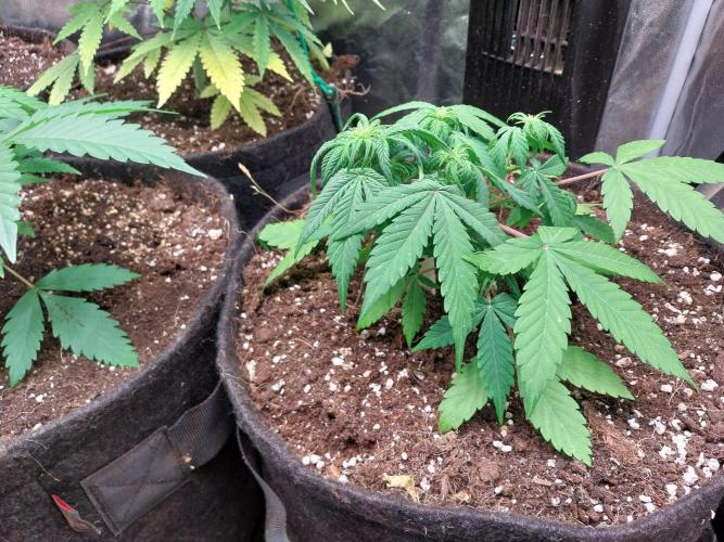 Blanchette. Week 4 - 25/11 